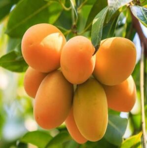 Kohitoor Mango 