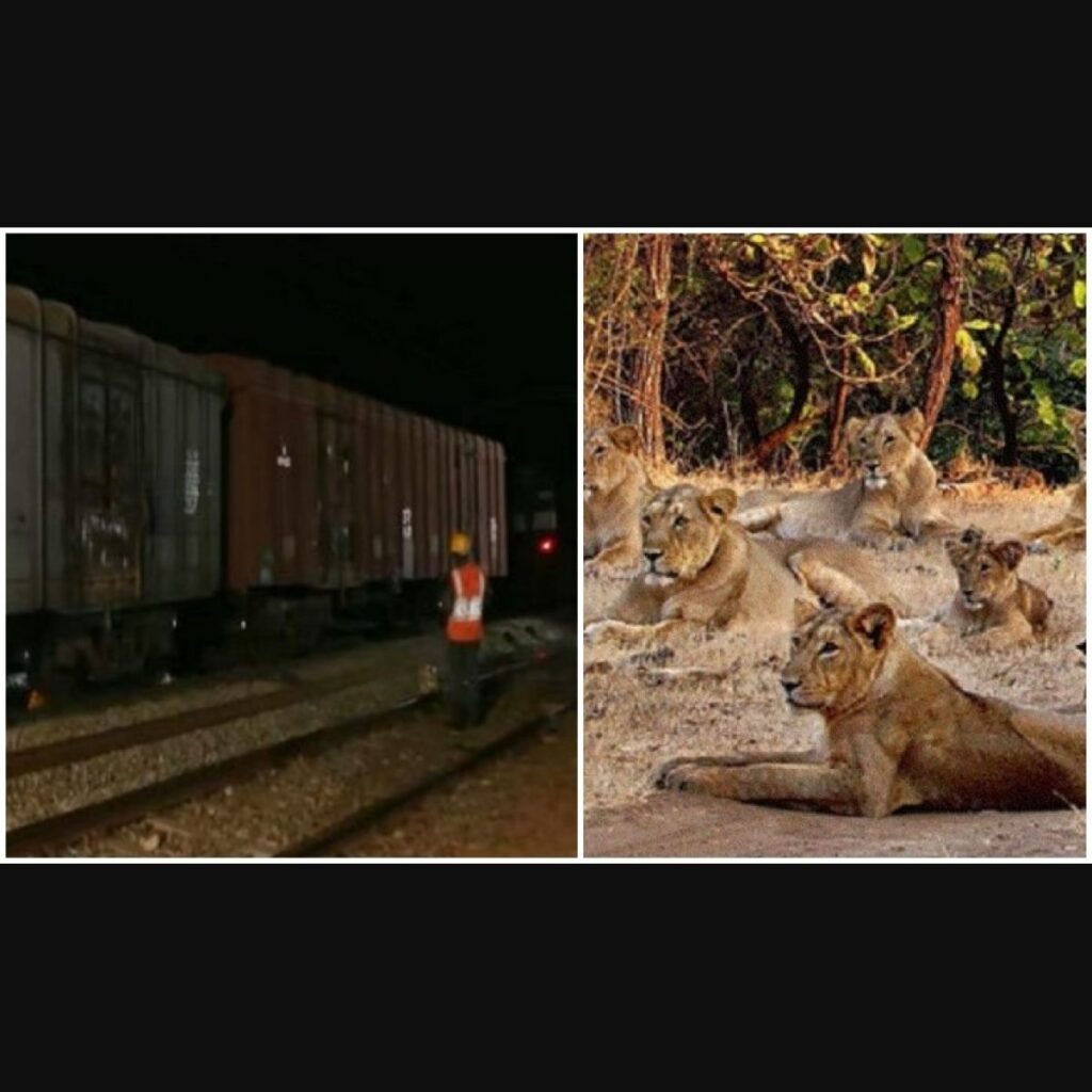 10 lions saves in bhavnagar section