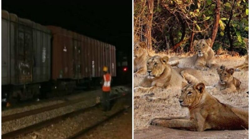 10 lions saves in bhavnagar section