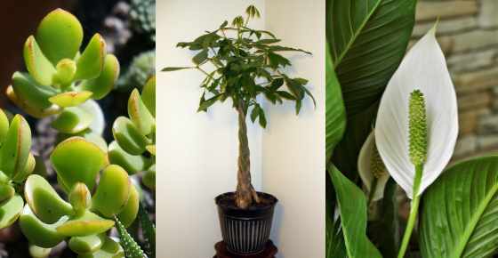 lucky plants