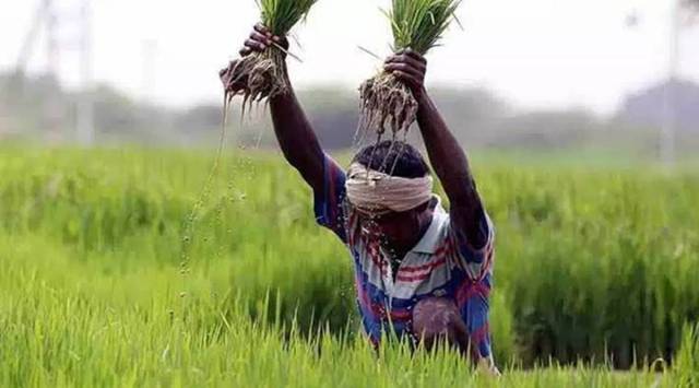 farmer