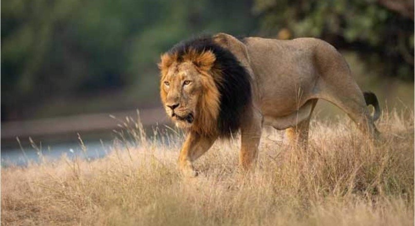 Gujarat Forest pic credit
