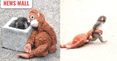 free press journal image credit