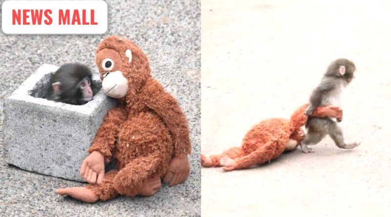 free press journal image credit