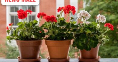 પરફ્યુમની જરૂર નહીં પડે! બાલ્કનીમાં લગાવો આ 5 સુગંધિત વેલ, આખું ઘર મહેકી ઉઠશે…