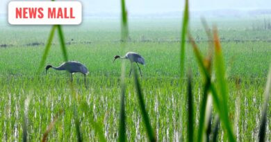 ગુજરાતનો ખેડા જિલ્લો કઈ રીતે બન્યો સારસના સંરક્ષણનો ‘ગ્લોબલ મોડેલ’, જાણો સારસનું મહત્ત્વ?