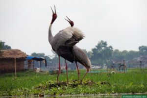 Image Credit Wildlife trust of India