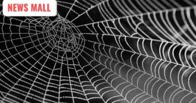 કરોળિયાના જાળાથી કંટાળ્યા છો? આ સ્માર્ટ ટિપ્સથી કરોળિયાના જાળાને કહો ટાટા બાય બાય…