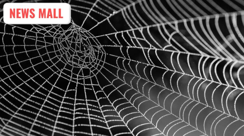 કરોળિયાના જાળાથી કંટાળ્યા છો? આ સ્માર્ટ ટિપ્સથી કરોળિયાના જાળાને કહો ટાટા બાય બાય…