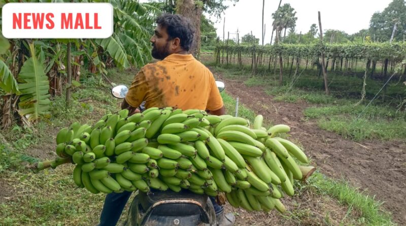 કેન્સરમાં પિતા ગુમાવ્યા બાદ સુરતના કલ્પેશ પટેલે શરૂ કરી પ્રાકૃતિક ખેતી, 50 જાતના કેળા ઉગાડી બન્યા ‘રોલ મોડેલ’