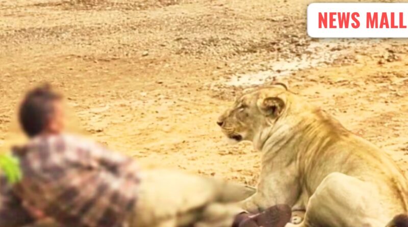 ગીરમાં કરિશ્મા! સિંહણે માલધારી પર કર્યો હુમલો, પણ મોત સામે હસતા મોઢે પ્રેમ જીતી ગયો, વીડિયો વાયરલ