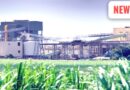 social media credit sugar price high