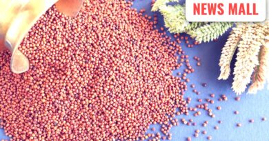 ગ્લોબલ સુપરફૂડ નાચણી: હાડકાં મજબૂત અને ડાયાબિટીસ નિયંત્રણમાં!