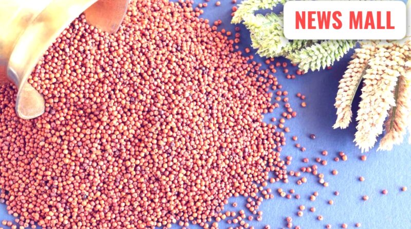 ગ્લોબલ સુપરફૂડ નાચણી: હાડકાં મજબૂત અને ડાયાબિટીસ નિયંત્રણમાં!