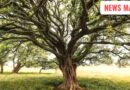 not sleep baniyan tree