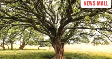 not sleep baniyan tree