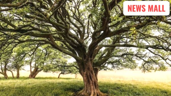 not sleep baniyan tree